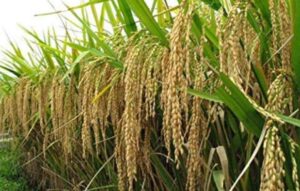 2022 : Rice सरना की शॉर्टेज, विष्णुभोग और एचएमटी का भी संकट