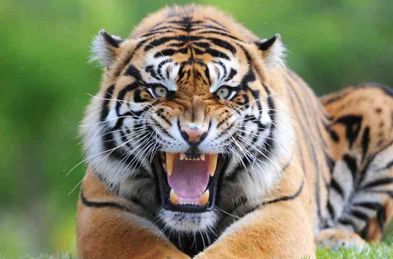 Tiger, चलती बाइक से झपटकर युवक को जंगल ले गया बाघ