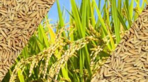 Rice धान की किस्मों में आई तेजी, शिखर पर विष्णु भोग