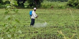 Read more about the article 5 July, Bhatapara News : बेहद ढीठ यह खरपतवार…प्रबंधन में छूट रहा किसानों का पसीना
