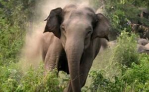 attack हाथी के हमले से युवक की मौत, दो भाई बाल बाल बचे
