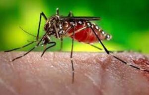 Read more about the article 2022 fever डेंगू बुखार का खतरा बढ़ा,रोज मिल रहे तीन से चार मरीज