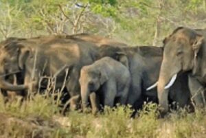 Read more about the article Alert वन विभाग का अलर्ट, 24 हाथियों ने मचाई तबाही