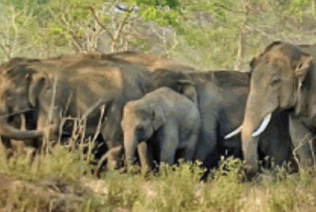 You are currently viewing Alert वन विभाग का अलर्ट, 24 हाथियों ने मचाई तबाही