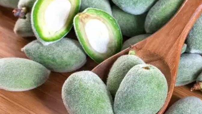 You are currently viewing Green Almonds :चाहती हैं मखमली स्किन तो डाइट में शामिल करें हरा बादाम