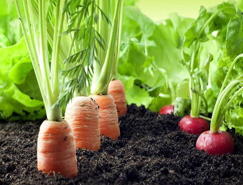Organic Farming : जैविक खेती का कटोरा