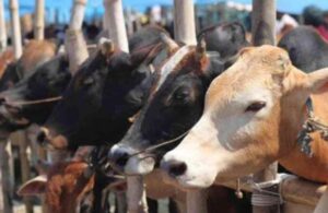 Bakrid 2022 : सरकार ने बकरीद पर गोहत्या पर लगाई रोक