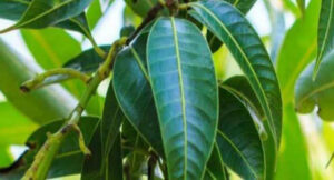 12, mango leaves आम के पत्तों से मिलेंगे गजब के फायदे, ब्लड शुगर भी होगा कंट्रोल
