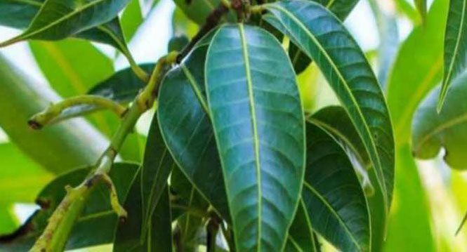 mango leaves आम के पत्तों से मिलेंगे गजब के फायदे, ब्लड शुगर भी होगा कंट्रोल