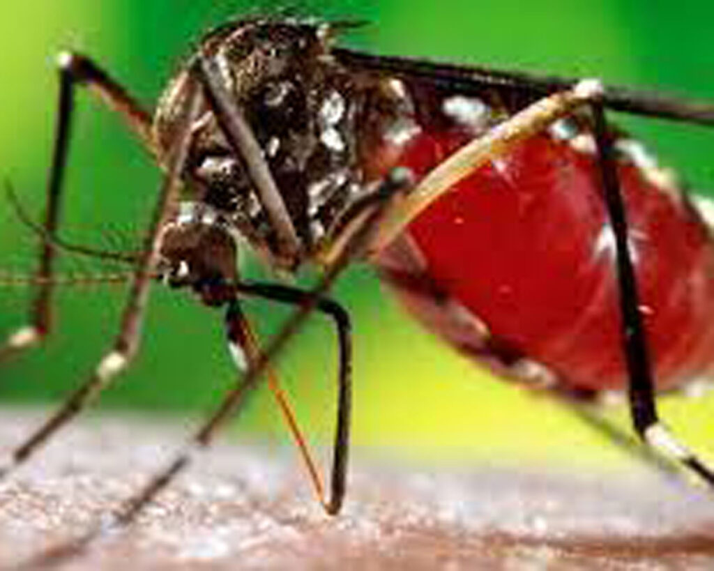 Mosquitoes मच्छरों को मारने हर साल 50 लाख खर्च, फिर भी नहीं मिली निजात
