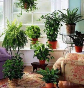 Read more about the article Vastu : पौधे लगाने में न करें गलतियां, Positive की जगह घर में भर जाएगी Negative एनर्जी