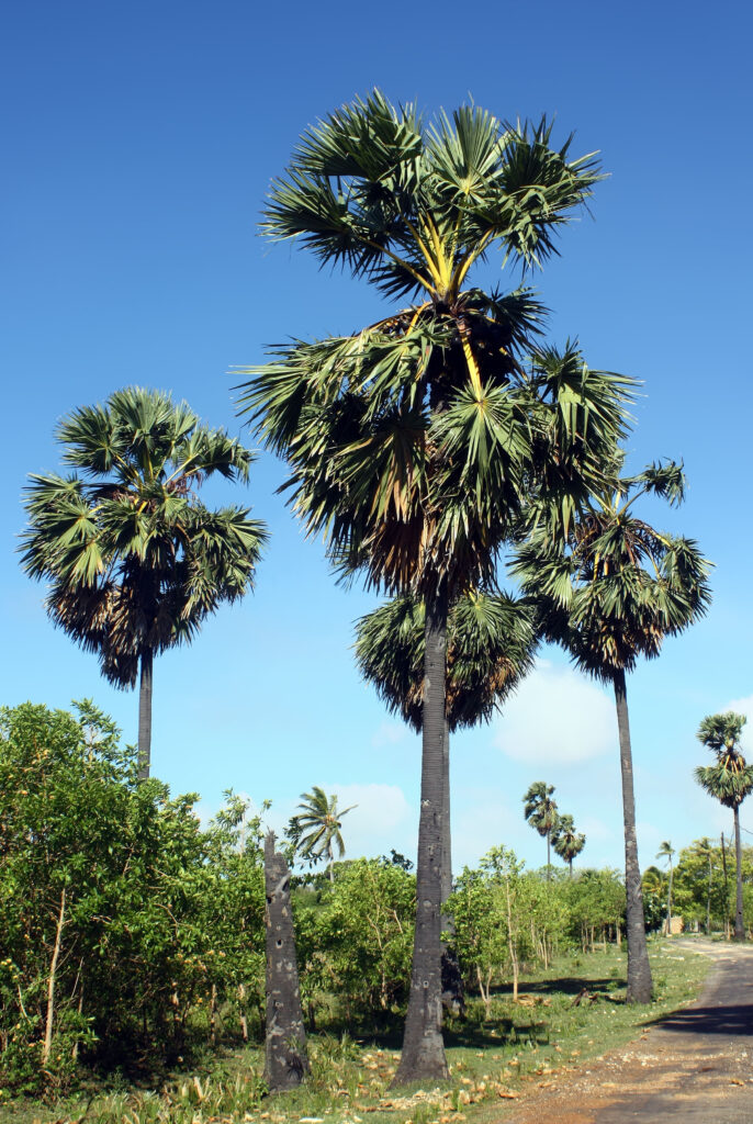 Palm trees : 100 फीट ऊंचे ताड़ के पेड़ पर एक महीने से रह रहा पति, वजह हैरान कर देगी