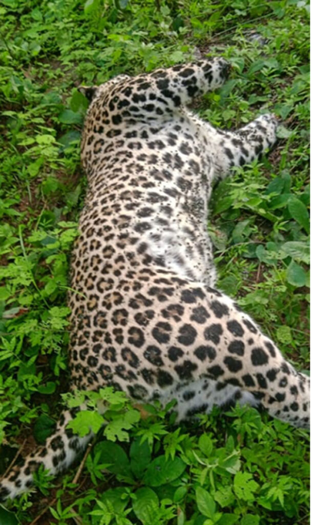 Dhamtari News : धमतरी वन मंडल की दुगली वनपरिक्षेत्र में एक बार फिर दुर्लभ वन्यप्राणी तेंदुए का शिकार