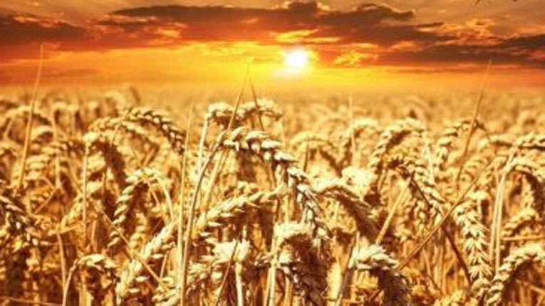 Wheat Production In India : हरित क्रांति के बाद भारत में गेहूँ के उत्पादन में 1000 प्रतिशत की वृद्धि हुई, जो विश्व में दूसरे स्थान पर है