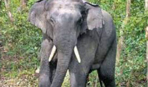 Rajnandgaon Chhattisgarh : जंगली हाथियों के हमले से 3 ग्रामीणों की मौत