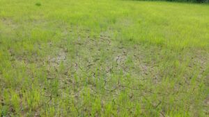 Gaurela Pendra Marwahi Chhattisgarh : बारिश न होने के कारण किसानों की चिंता बढ़ी पौधों की प्यास न बुझने से खेतों में पड़े दरारें, मेघदेव को मनाने के लिए किसान कर रहे हैं भजन कीर्तन