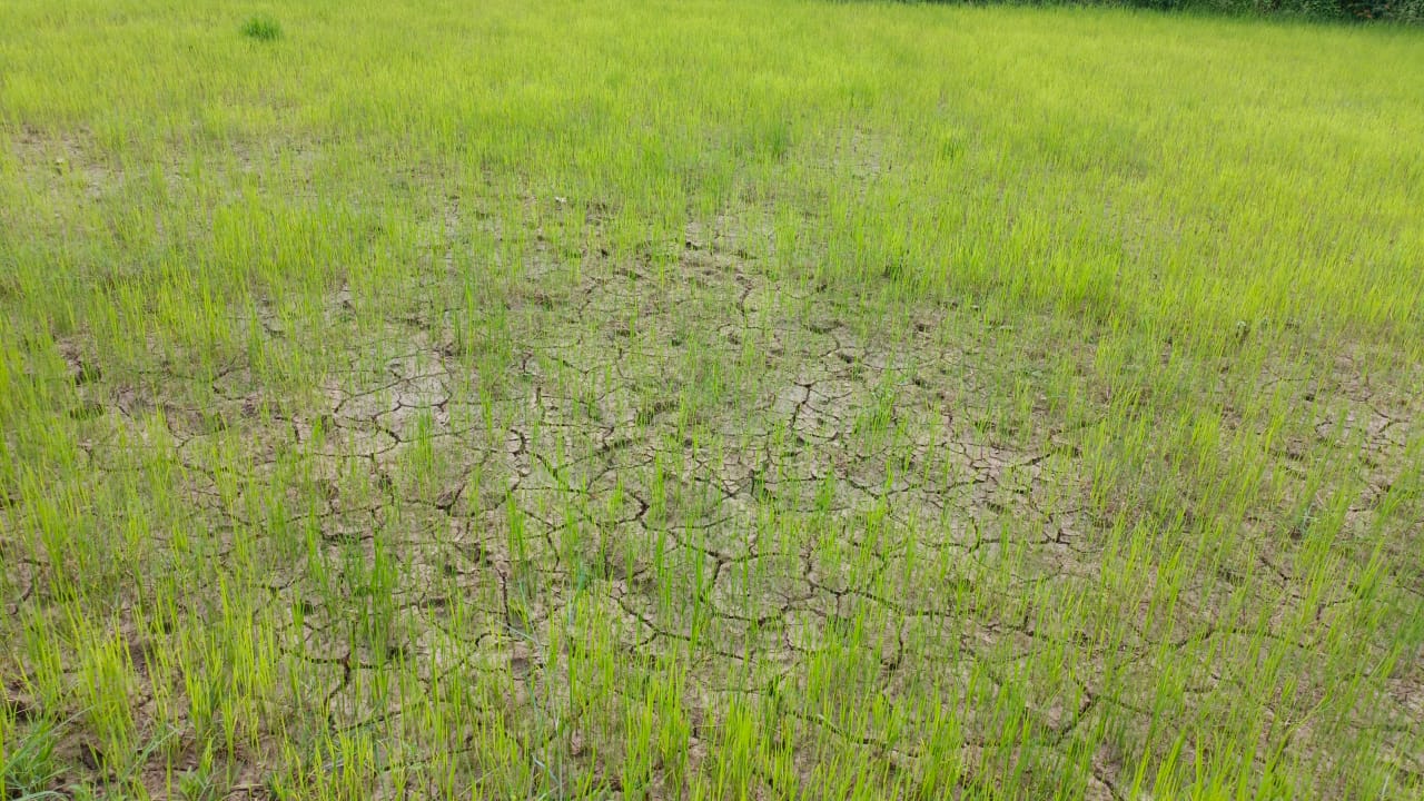 You are currently viewing Gaurela Pendra Marwahi Chhattisgarh : बारिश न होने के कारण किसानों की चिंता बढ़ी पौधों की प्यास न बुझने से खेतों में पड़े दरारें,  मेघदेव को मनाने के लिए किसान कर रहे हैं भजन कीर्तन