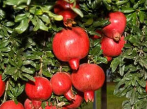 Pomegranate Gardening : अनार की बागवानी संकट में, कीटों ने बढ़ाई किसानों की परेशानी