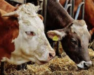 Lumpy Dangerous Virus : खतरनाक वायरस का कहर, अब तक हजारों गायों की मौत, अलर्ट जारी