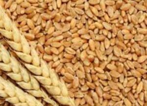 Read more about the article Now the situation of wheat import अब गेंहू आयात की नौबत