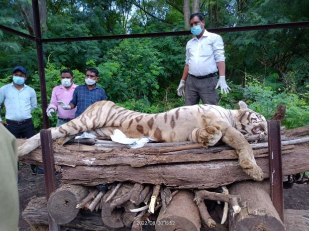 White male lion dies in Maitri Bagh :