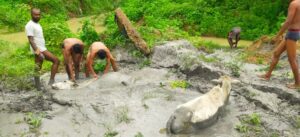 Read more about the article  Champa News Today : अधिकारी की उदासीनता से कचरा राखड़ बना जीव का जंजाल