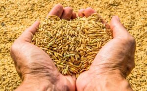 Read more about the article Record production of food grains देश में खाद्यान्न का रिकार्ड उत्पादन होने का अनुमान,आइये जानते है