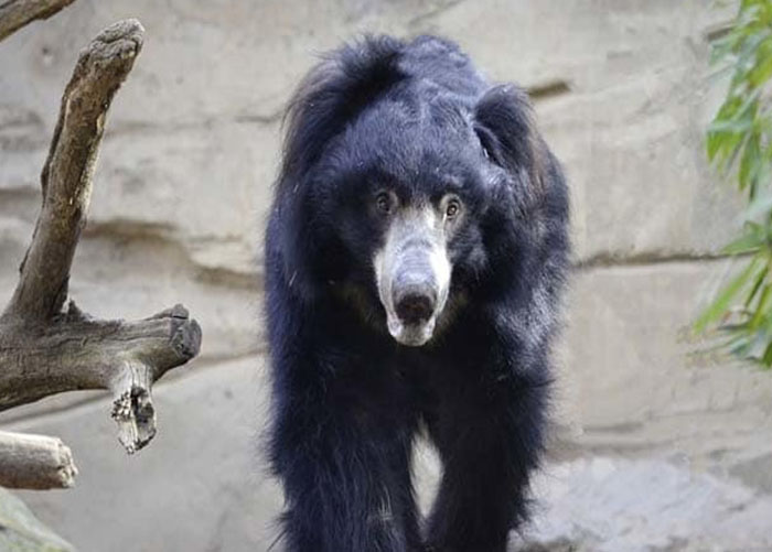 Kabirdham News : भालू ने किया चरवाहे पर प्राणघातक हमला