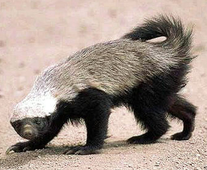 Animal Honey Badger :  दुनिया का सबसे निर्भीक जानवर हनी बेजर...देखिये ये वीडियो