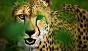 Things About Cheetahs : चीतों के बारे में वो बातें, जो शायद ही आप जानते हों, जानिए कैसे पड़ा इस वन्य जीव का नाम 'चीता'