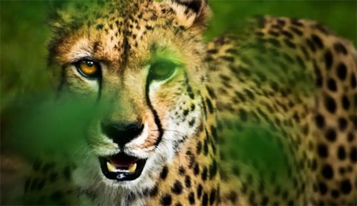 You are currently viewing Things About Cheetahs : चीतों के बारे में वो बातें, जो शायद ही आप जानते हों, जानिए कैसे पड़ा इस वन्य जीव का नाम ‘चीता’