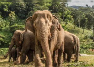 Read more about the article Save Elephants : चीतों के बाद अब हाथियों को बचाने में जुटी सरकार, मंत्रालय ने लिया ये बड़ा फैसला