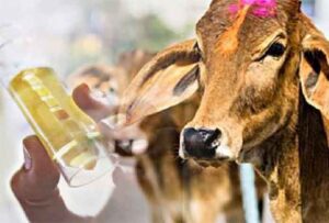 Chhattisgarh Bemetara News : दूध के दाम पर गोमूत्र खरीदेगी कंपनी, किसानों को होगा बड़ा फायदा...