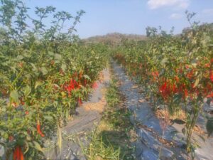 Read more about the article CG Bijapur 17 September 2022 : मिर्च की खेती से किसानों की जीवन में आई खुशहाली