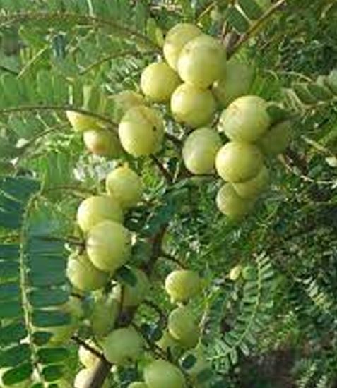 Amla is beneficial for health