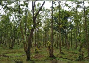 Read more about the article Gram Sabha meeting to save the forest जंगल बचाने के लिए ग्राम सभा बैठक