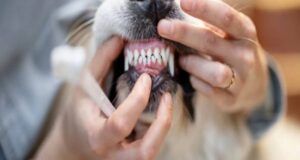 Read more about the article Oral hygiene पालतू जानवरों की ओरल हाइजीन का ऐसे रखें ध्यान