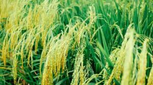 Insect disease of paddy crop