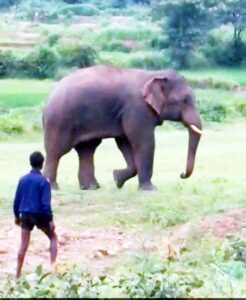 Read more about the article CG charama news today दंतेल हाथी की दस्तक से डोकला और कासावाही के लोगों में दहशत