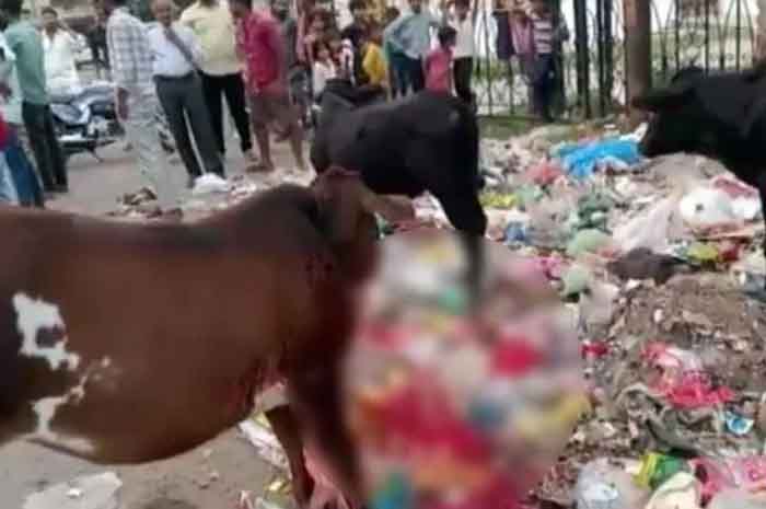 Kanpur Crime News : शर्मनाक, गाय के मुंह में फोड़ा बम ? उड़ गया पूरा जबड़ा....