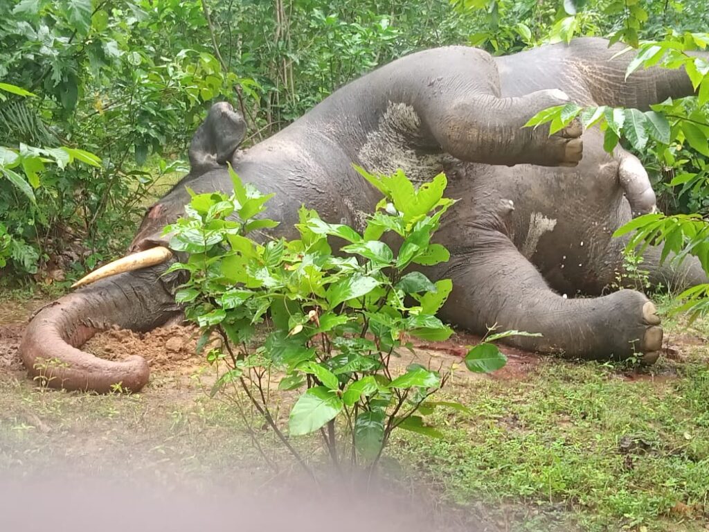 Dharamjaygarh Forest Division : कोलू मार जंगल में पाए गए मृत हाथी की मौत के कारणों का खुलासा...