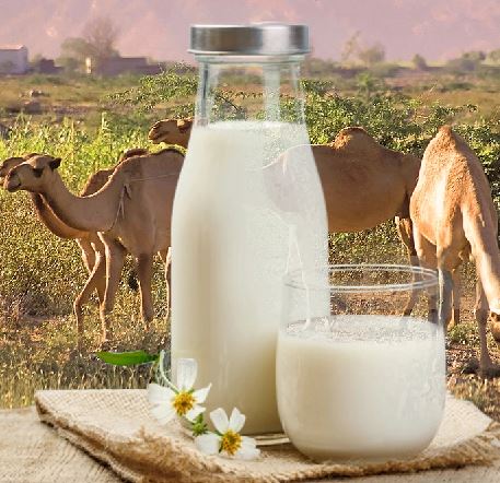 Camel milk