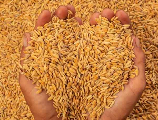 Chhattisgarh Dhan Kharidi 2022 : छत्तीसगढ़ में आज से शुरू होगा धान खरीदी अभियान, समर्थन मूल्य पर 25 लाख से अधिक किसान बेचेंगे धान