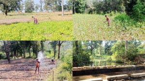 Read more about the article Raipur 18 November : नदी-नालों के पुनर्जीवन से बदलने लगी लोगों की तकदीर