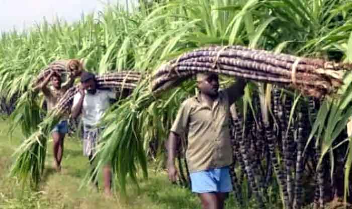 Government of Chhattisgarh : किसानों के लिए सरकार का बड़ा ऐलान, इस फसल पर बढ़ाई प्रोत्साहन राशि
