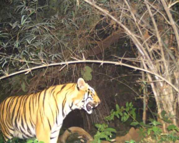 Indravati Tiger Reserve