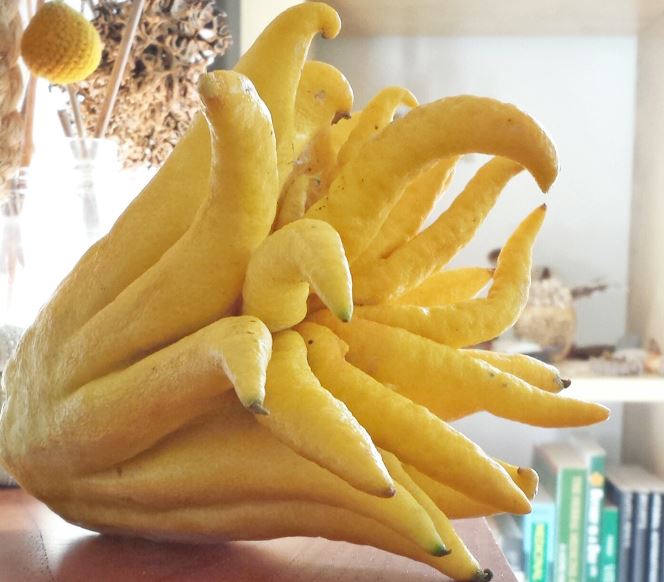 Buddha hand fruit
