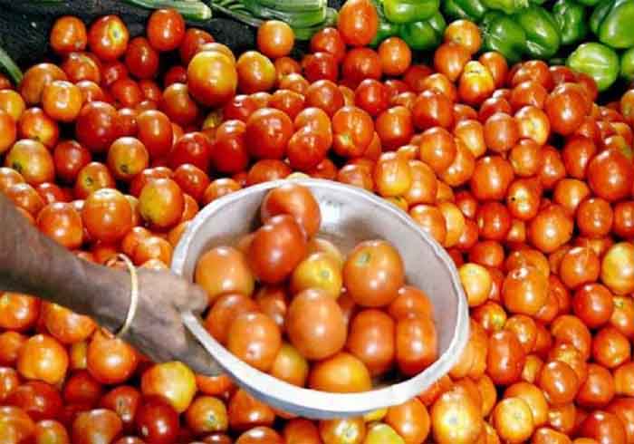 Tomato Price : टमाटर लाया किसानों की आँखों में आंसू, भाव 1 रुपए किलो से भी कम