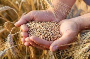 Wheat Price Update : सस्ता होगा गेहूं! आम आदमी को राहत देने के लिए सरकार का बड़ा कदम