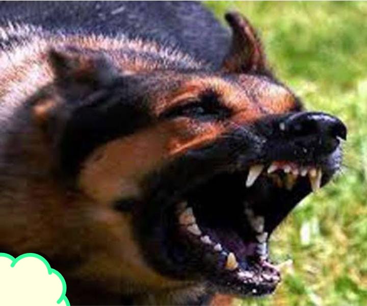 Kasdol News : पागल कुत्ते ने तीन मासूम और एक बकरी को काटा ग्रामीण भयभीत